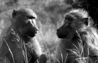 2 baboons looking at each other as if communicating