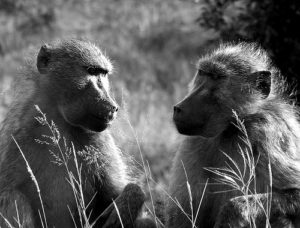 2 baboons looking at each other as if communicating