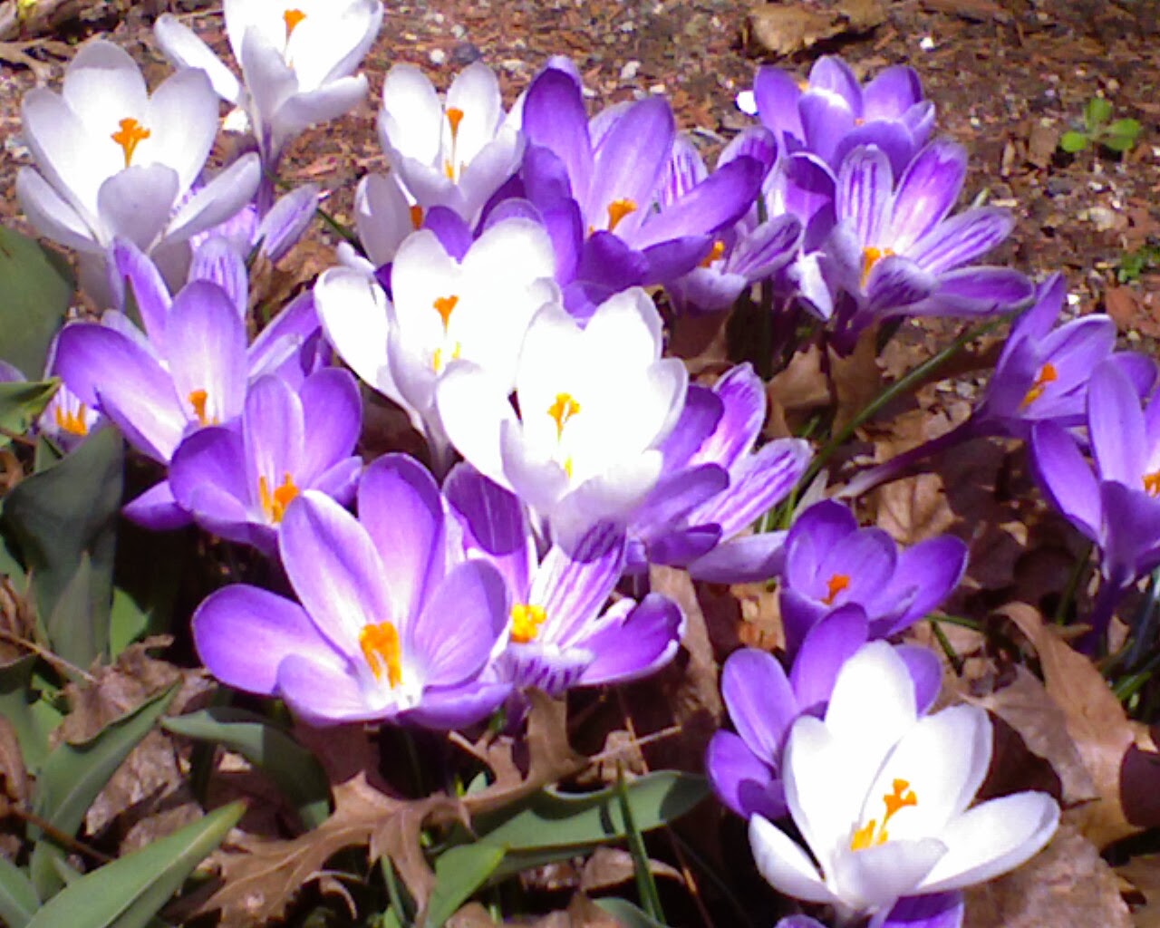 Purple Flowers Peaceful