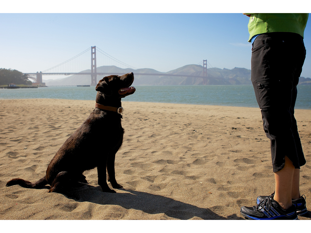Beautiful dog at Crissy Field, San Francisco - benefits of having a pet