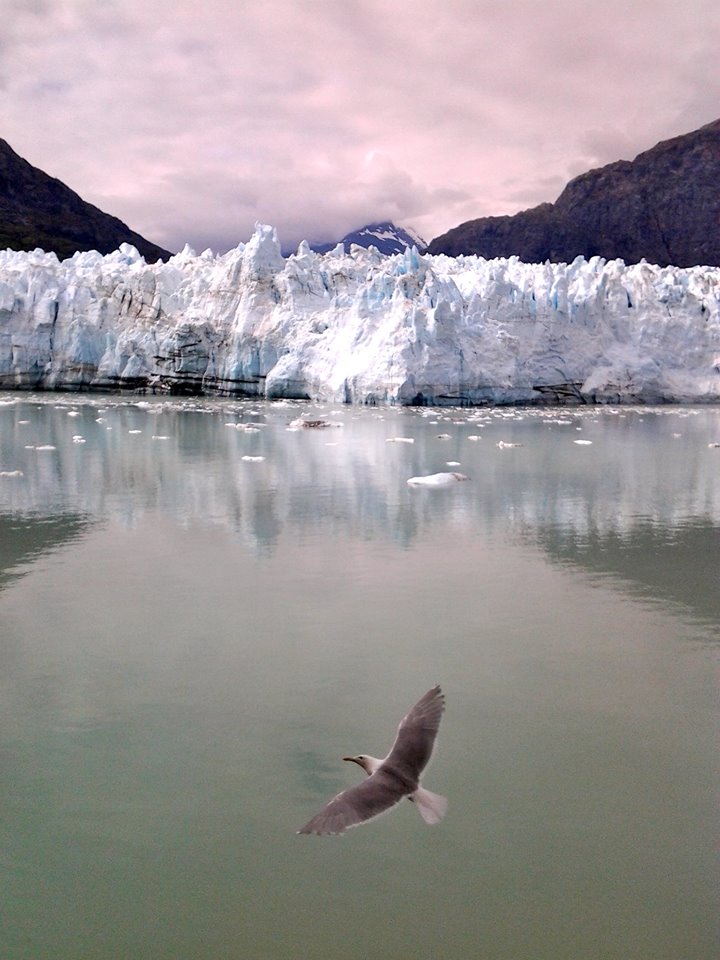 Johns Hopkins Glacier with Gull, Alaska - by Maureen C. Sullivan