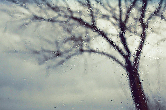 Grief - Tree through rain by Seyed Mostafa Zamani @ Flickr