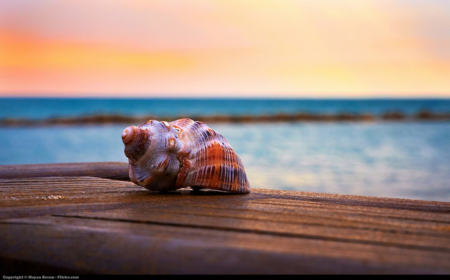 Awe, Photo titled 'Seashell' by Moyan Brenn