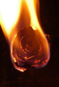 Fiery Rose - Marion Woodman Pioneer of Conscious Feminine