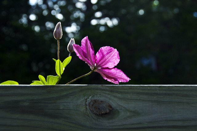 flower in focus, showing balance of light and dark, by Patrick Emerson at Flickr