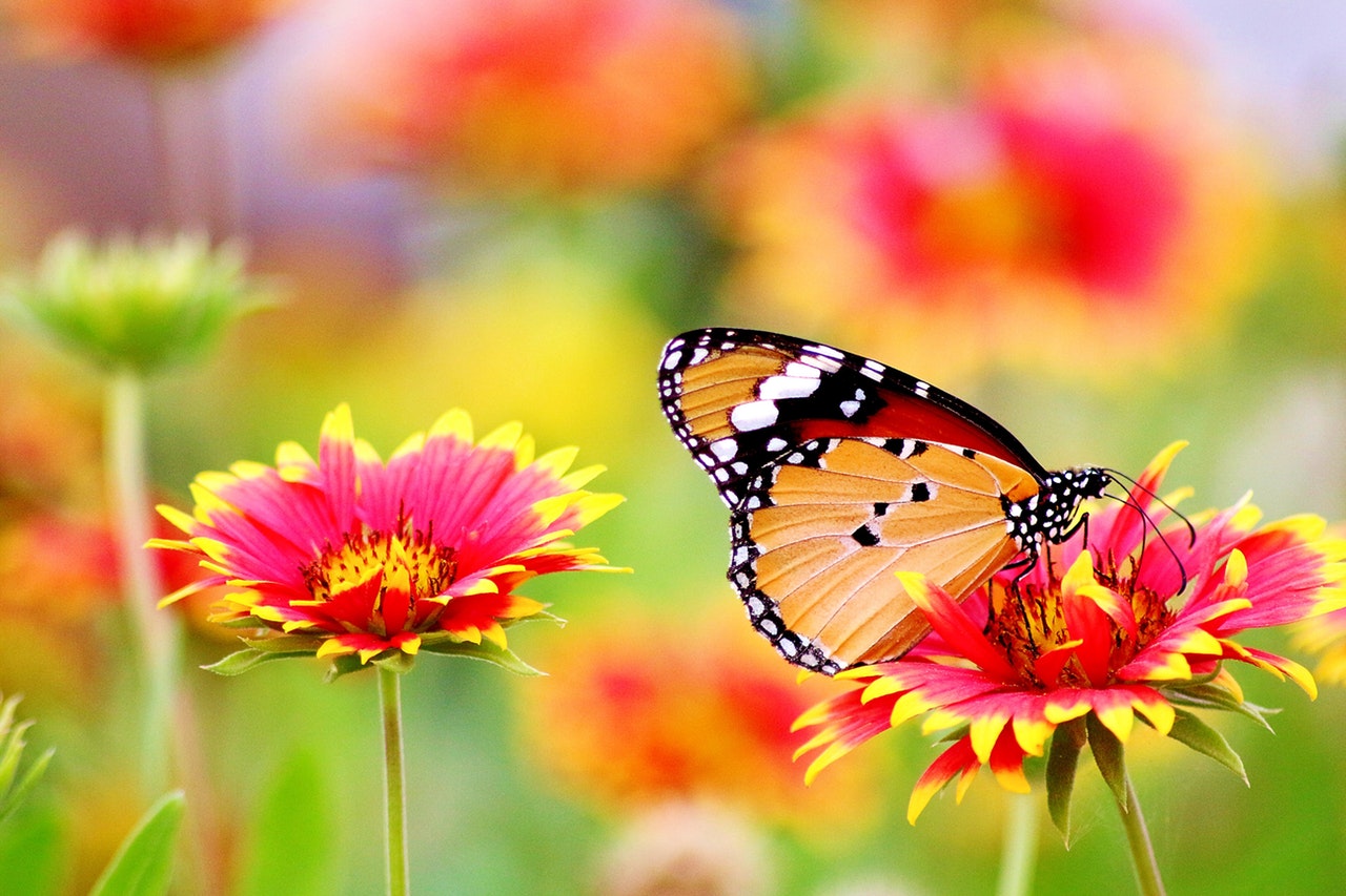 beautiful butterfly landing on radiant flower, reflecting interdependence with climate change