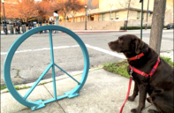 Dog looking at peace sign, positive psychology and adversity