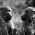 2 baboons looking at each other as if communicating